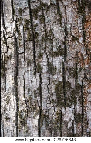 Cracked Pale Grey Bark Of Cottonwood With Dry Moss