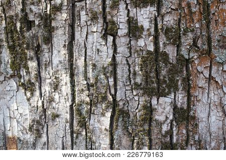 Spots Of Moss On Bark Of Cottonwood Tree