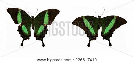 Set Of Two Beautiful Butterflies Papilio Palinurus (banded Peacock) Isolated On White.