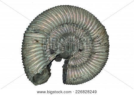 Isolated Petrified Shell Of An Extinct Cephalopod Mollusk Ammonite With Preserved Mother Of Pearl