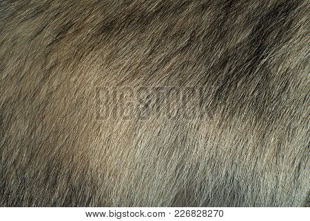 Background, Texture: Fur Of A Raccoon Dog Closeup