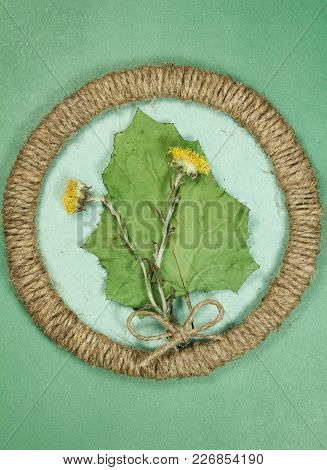 Herbarium. Coltsfoot, Foalfoot. Dry Plants In Framework Made Of Jute Thread. Scrapbooking.
