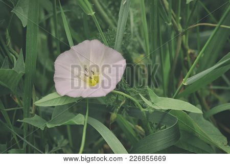 Gently Pink Flower Convolvulus On The Background Of Herbs Closeup.