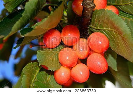 Cherries Ripening On A Tree In The Monchique Mountains, Monchique, Algarve, Portugal, Europe.
