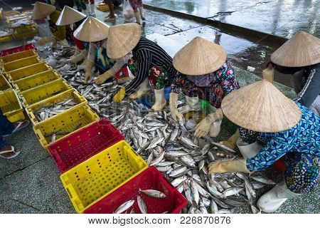 Caught Fishes Sorting To Baskets By Vietnamese Women Workers In Tac Cau Fishing Port, Me Kong Delta 