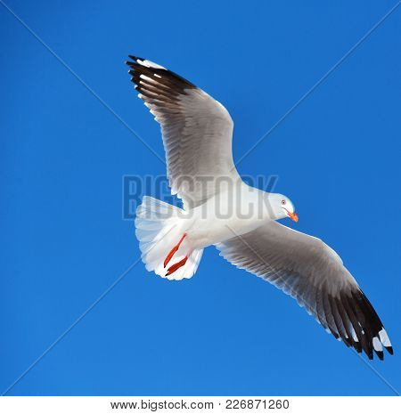 A White Free Seagull Flying In The Clear Sky