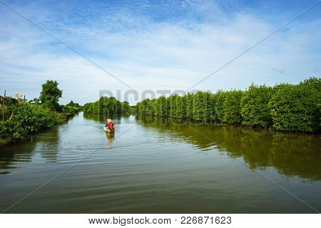 Mangrove Forest With Boat Running In Ca Mau Province, Mekong Delta, South Of Vietnam