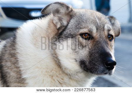 Head Of A Dog