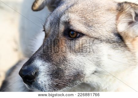 Head Of A Domestic Dog Of Average Height Close Up Outside