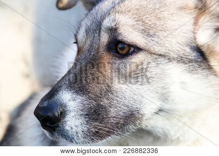 Head Of A Dog