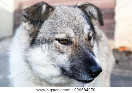 Head Of A Dog