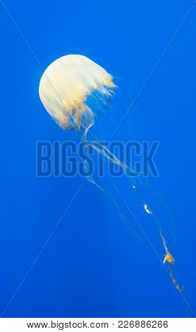 A Free-swimming Jellyfish Isolated Against A Blue Marine Background.