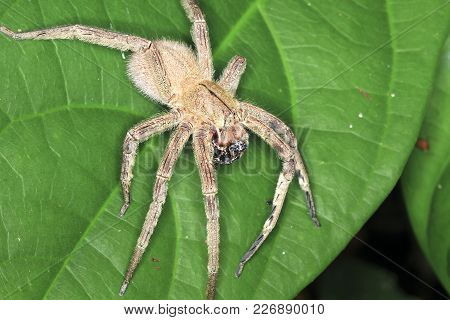 A Brazilian Wandering Spider (phoneutria Sp.) Waits In Ambush On A Leaf At Night In Costa Rica.