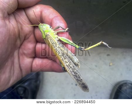 Locusts On The Man's Hand. Orthopteran Insect.