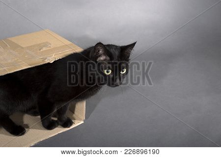 Black Cat On A Black Background Animal In A Box