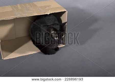 Black Cat On A Black Background Animal In A Box