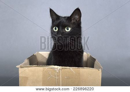 Black Cat On A Black Background Animal In A Box