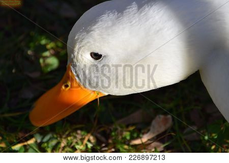 Close-up Of A Goose, Medium-sized Bird, With White Plumage And Orange Beak. It Looks In Profile From