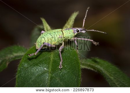A Green And Purple Weevil Walks On Leaf In The Jungle At Night. Photographed In Belize.