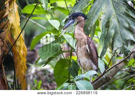 A Young Boat-billed Heron (cochlearius Cochlearius) Perched On A Branch In Belize.