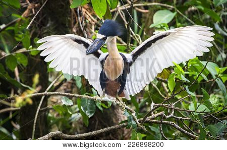 A Boat-billed Heron (cochlearius Cochlearius) Spreads Its Wings While Perched On A Branch. Photograp