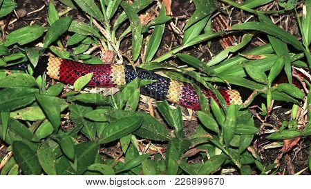 A Central American Coral Snake (micrurus Nigrocinctus) Crawls Through The Grass In The Costa Rican J