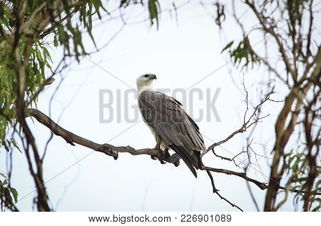 A White-bellied Sea Eagle (haliaeetus Leucogaster) Perched On A Branch In Tasmania, Australia.