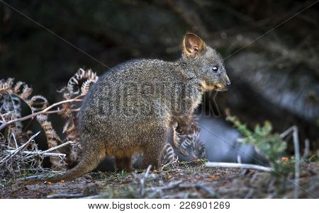 A Baby Tasmanian Pademelon (thylogale Billardierii) In Narawntapu National Park, Tasmania.