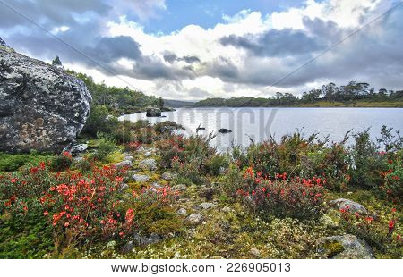 Red Flowers Line The Banks Of Lake Sonja In The Walls Of Jerusalem National Park, Tasmania.