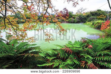 A Green Pond And Autumn Colors In Kuirau Park In Rotorua, New Zealand.