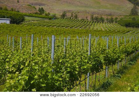 Vinic a sadů. Osoyoos, př.
