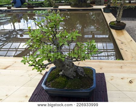 Midget Crabapple - Bonsai In The Style Of 