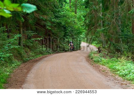 Walkway Of Tall Old Green Trees, The Old Dirt Road Between The Tall Trees