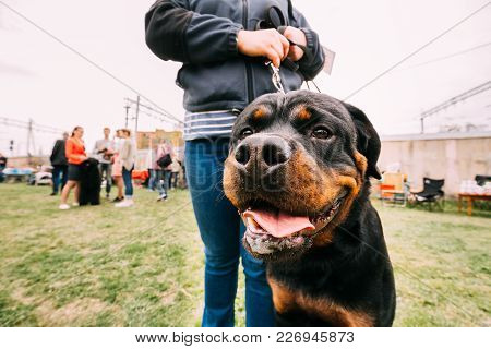 Funny Young Black Rottweiler Metzgerhund Standing Near Woman In Green Grass.