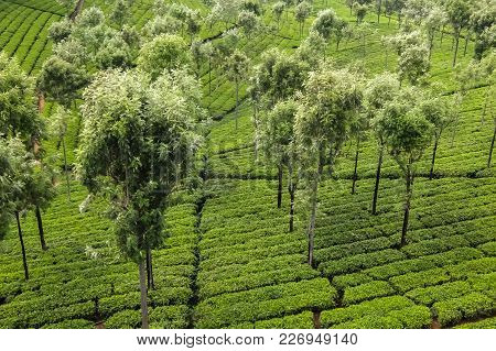 Coonoor, India - January, 25th, 2017. Tea Field In Coonoor, Tamil Nadu, India