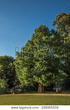 Tielt, Western Belgium - July 02, 2017. Leafy Trees And A Man Having Leisure Time In A Park At Sunse