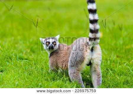Portrait Of Ring-tailed Lemur, Native To Madagascar, With Long, Black And White Ringed Tail.