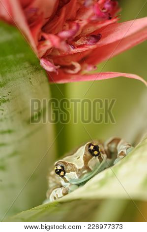 Macro Of Mission Golden-eyed Tree Frog. Amazonian Rainforest Animal.