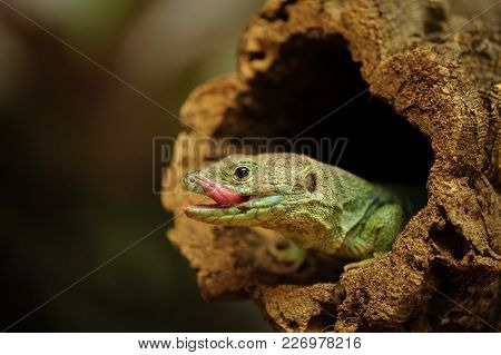 Lick Up Ocellated Lizard In Tree Branch Hole From Closeup View