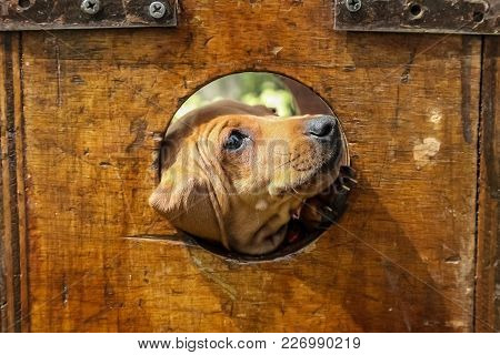 Cute Brown Puppy Poking Its Face Through A Hole