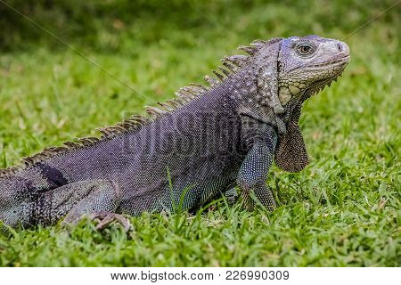 Close Up Of A Iguana, Harmless Reptile, Selective Focus Of A Lizard