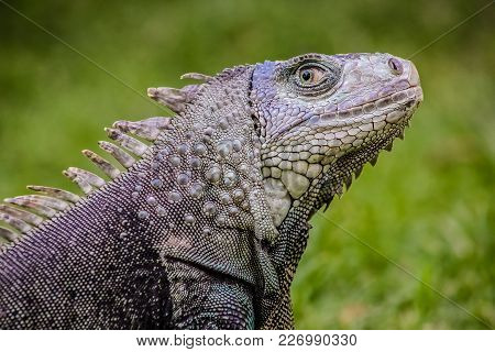 Close Up Of A Iguana, Harmless Reptile, Selective Focus Of A Lizard