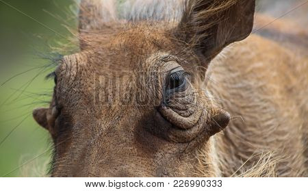 Close Up Of A Wild African Warthog