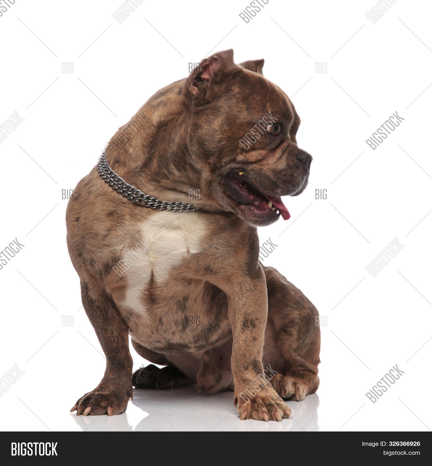 silver american bully