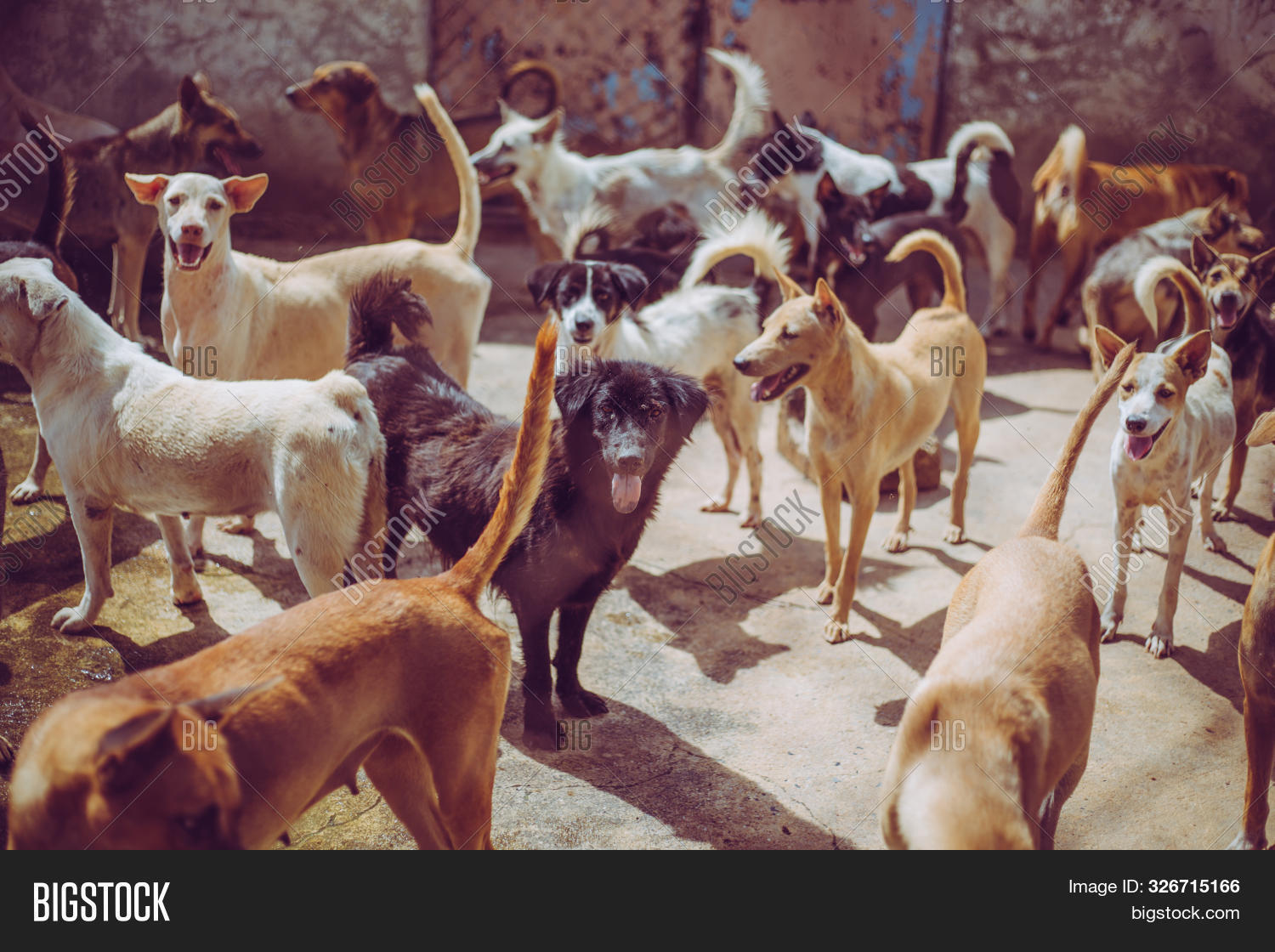 Stray Dogs, Life Image & Photo (Free Trial) Bigstock
