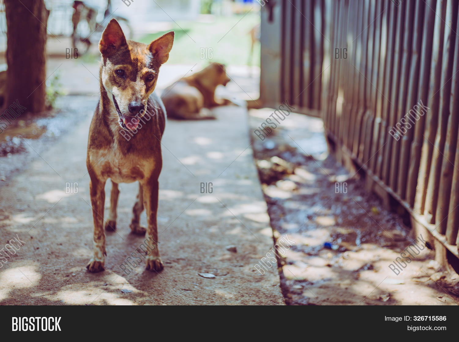 Stray Dog, Alone Life Image & Photo (Free Trial) Bigstock