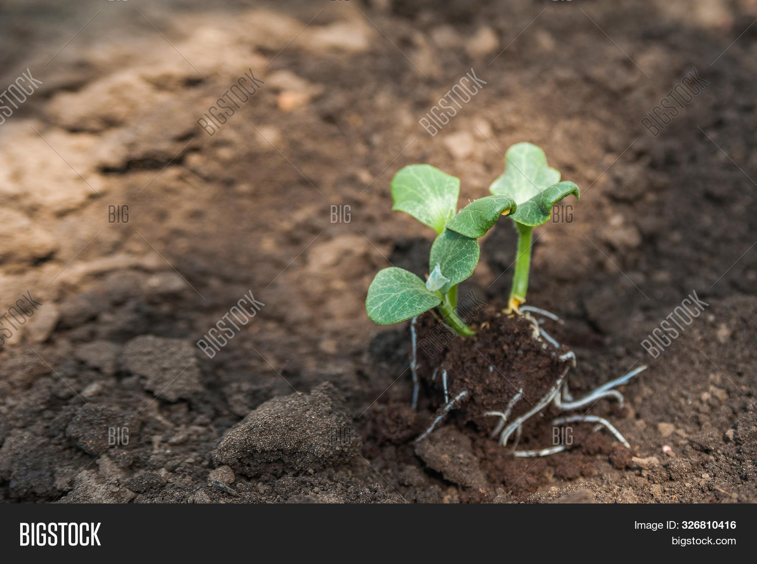 Transplanting Plants Image & Photo (Free Trial) | Bigstock