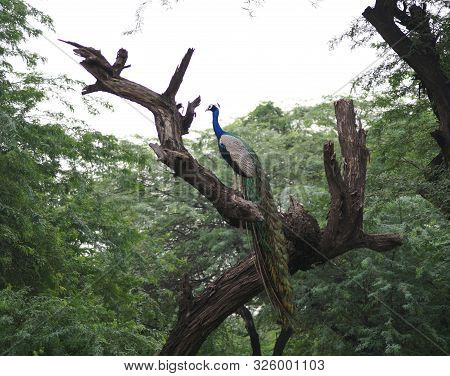 Peacock Sitting On A Tree In Its Natural Habitat