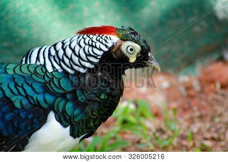 Ring Necked Pheasant (phasianus Colchicus) Bird  Bird,