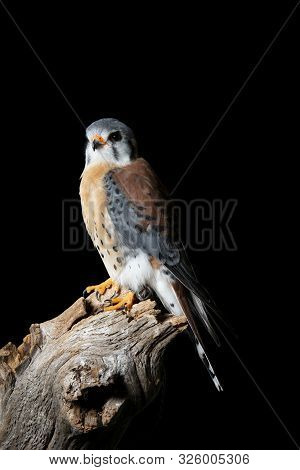 Beautiful Portrait Of American Kestrel Falconidae In Studio Setting On Black Background With Dramati